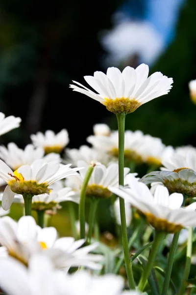 Varias Flores Con Pétalos Blancos Uno Lado Del Otro — Foto de Stock