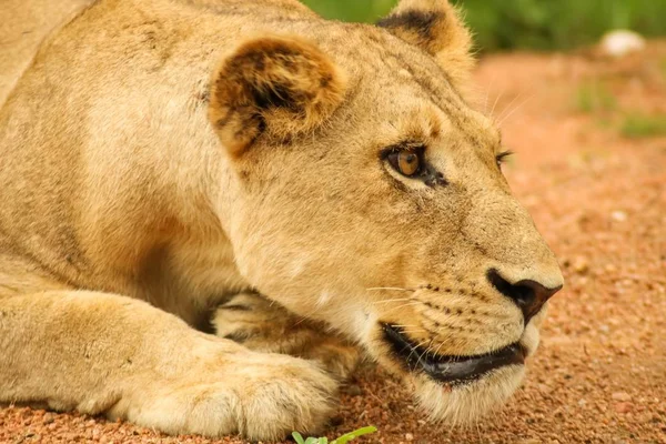 Closeup Female Lion Lying Ground Surrounded Greenery Sunlight — Stock Photo, Image
