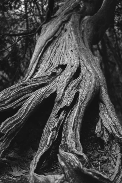 Tiro Vertical Escala Grises Del Tronco Gran Árbol Viejo —  Fotos de Stock