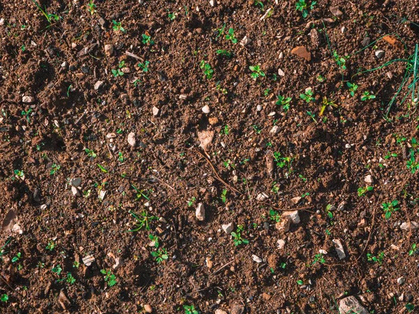 Closeup Shot Soil Ground Small Green Sprouts Sunny Day — Stock Photo, Image