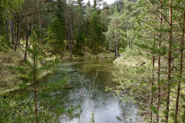 Wąska Rzeka Lesie Otoczona Pięknymi Zielonymi Drzewami — Zdjęcie stockowe