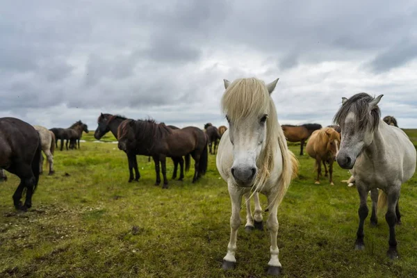 Campo Erboso Con Cavalli Che Camminano Sotto Cielo Nuvoloso — Foto Stock