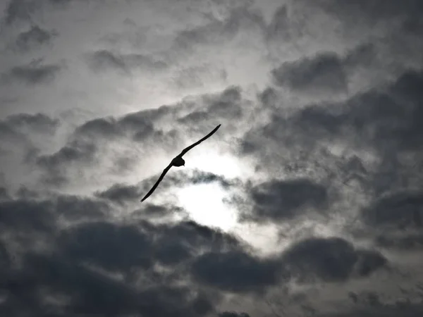 太陽と雲に覆われた空の下を飛ぶ鳥の広角ショット — ストック写真