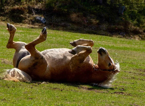 Rolig häst liggande på rygg i ett grönt land under dagtid — Stockfoto