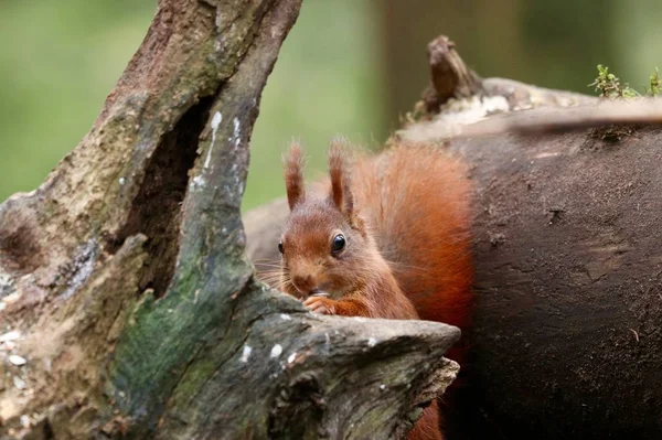 어두운 배경에서 속에서 먹이를 귀여운 다람쥐 — 스톡 사진