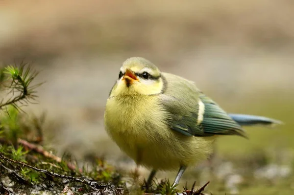 Detailní Záběr Roztomilé Zlaté Koruny Kinglet Pták Rozmazaném Pozadí — Stock fotografie