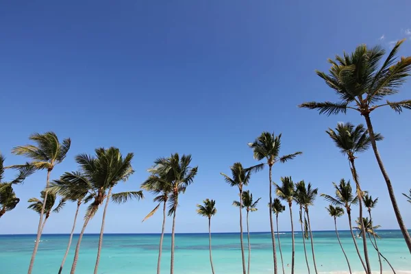 Low Angle Shot Lot Palm Trees Beach Sea Sunny Day — Stock Photo, Image