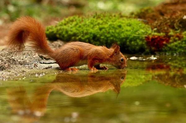 Söt Ekorre Som Dricker Vatten Från Sjö Skog — Stockfoto