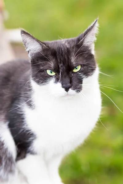 Yeşil Arka Planda Siyah Beyaz Bir Kedi — Stok fotoğraf