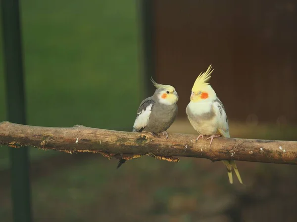 Fotografie Closeup Doi Papagali Drăguți Care Stau Ramură Lemn Fundal — Fotografie, imagine de stoc