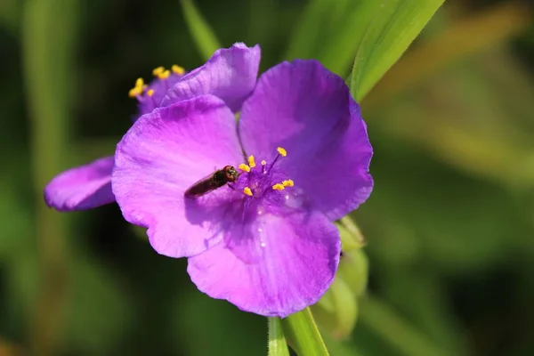 Closeup shot of a purple tradescantia virginiana with a blurred background — Stock Photo, Image