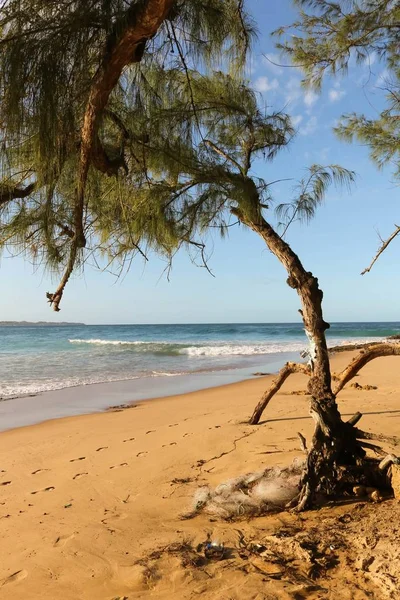 Vertical Picture Beach Trees Surrounded Sea Sunlight — Stock Photo, Image