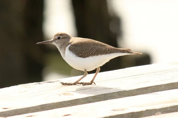 Primer Plano Pájaro Blanco Marrón Con Pico Largo Sobre Una — Foto de Stock