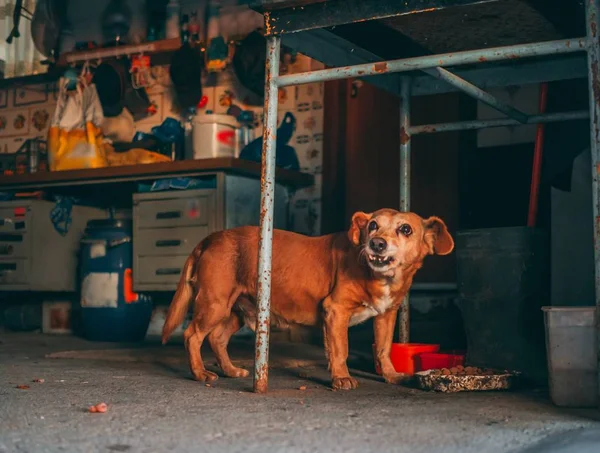 Leuke hond etend hondenvoer onder de oude metalen tafel in de garage — Stockfoto