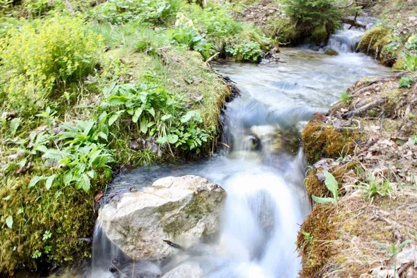 Una Hermosa Toma Río Que Fluye Bosque Través Rocas Cubiertas —  Fotos de Stock
