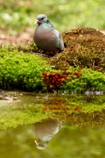 Foto vertical de una hermosa paloma que reflexiona sobre el lago. — Foto de Stock