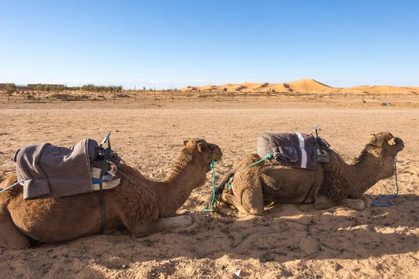 Dwa Wielbłądy Siedzące Piasku Saharze Erg Chebbi Merzouga Maroko — Zdjęcie stockowe