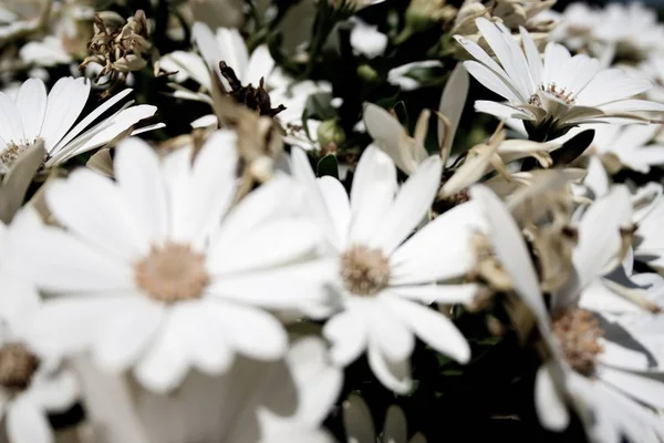 Varias Flores Con Pétalos Blancos Uno Lado Del Otro — Foto de Stock