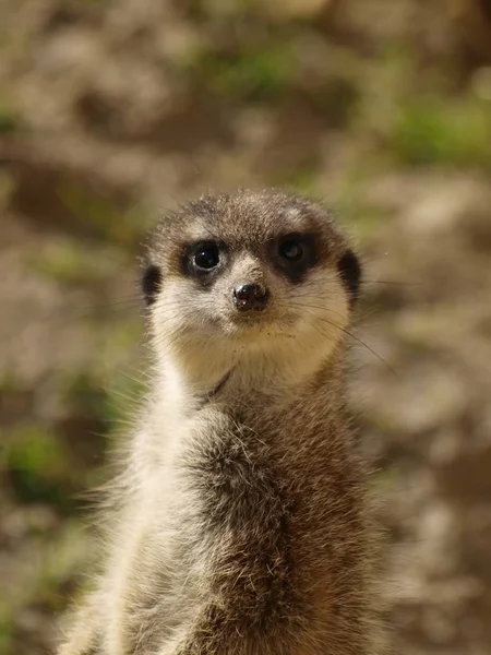 Vertikální Záběr Meerkat Stojící Přírodě — Stock fotografie