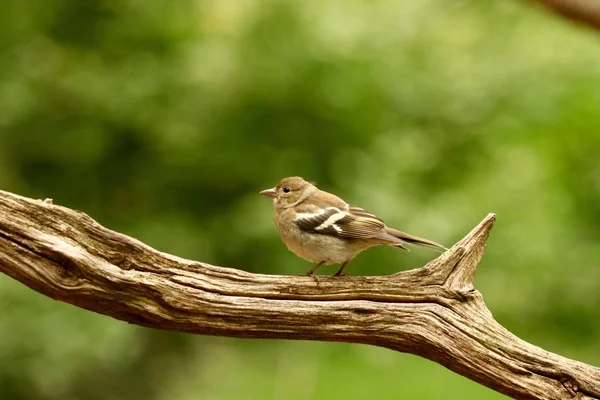 Gros Plan Mignon Moineau Domestique Perché Sur Une Branche Arbre — Photo