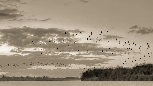 Tiro Escala Grises Las Aves Que Vuelan Sobre Lago Rodeado —  Fotos de Stock