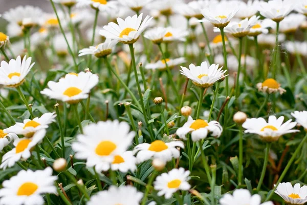 Ένα Ευρύ Πλάνο Γωνία Από Πολλά Λευκά Λουλούδια Ένα Δίπλα — Φωτογραφία Αρχείου