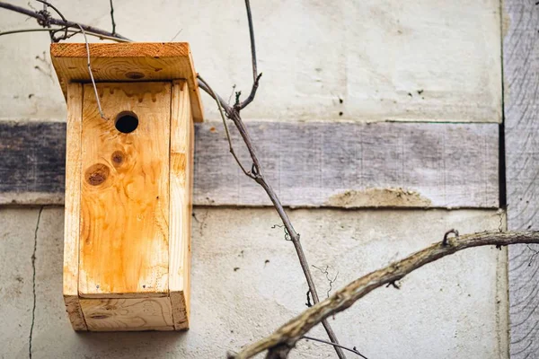 Una Caja Nido Pájaros Madera Pared Rodeada Ramas Árboles Bajo —  Fotos de Stock