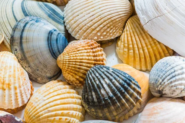 Closeup Shot Big Small Seashells — Stock Photo, Image