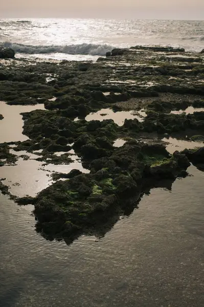 Vertical Shot Mossy Shore Sea Background Sunset — 스톡 사진