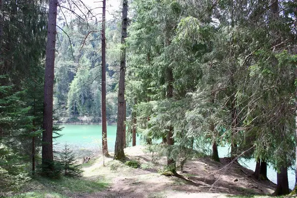 背後にはモミの木や湖のある森の美しい景色 — ストック写真