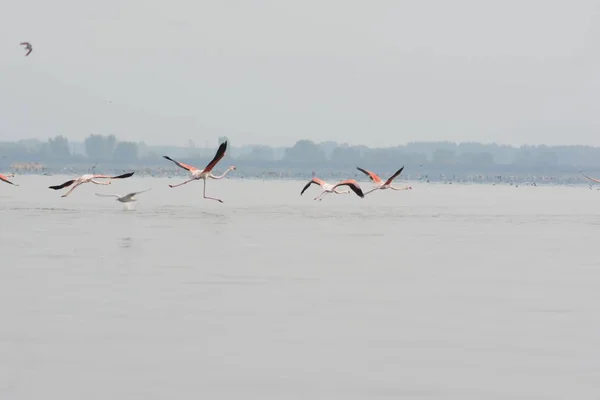 Eine Schöne Aufnahme Von Wasservögeln Die Auf Dem Ruhigen See — Stockfoto
