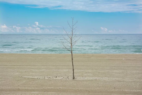 Гарний Знімок Маленького Голого Дерева Біля Берега Океаном Задньому Плані — стокове фото