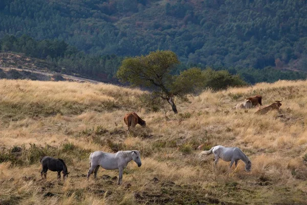 Campo Coberto Vegetação Rodeado Cavalos Colinas Sob Luz Sol — Fotografia de Stock