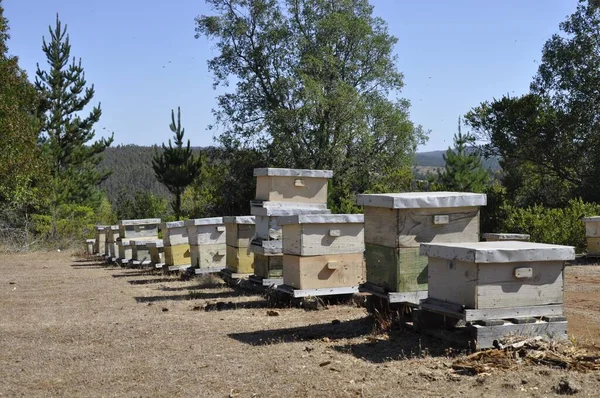 Beautiful View Old Beehives Surrounded Trees Pichilemu Chile Sunny Day — Stock Photo, Image