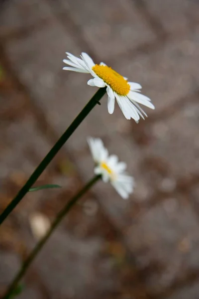 Plano Vertical Dos Flores Blancas Una Lado Otra — Foto de Stock