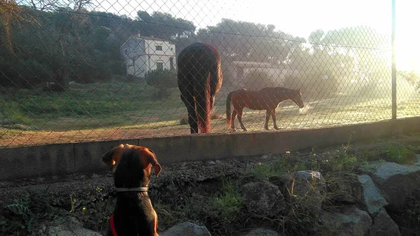 Собака Наблюдает Двумя Лошадьми Другой Стороны Забора — стоковое фото
