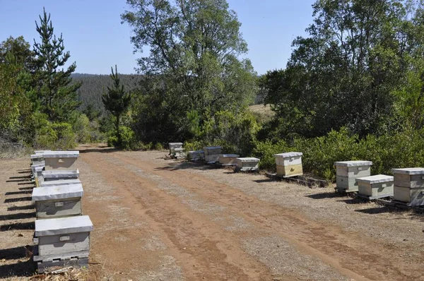 Beautiful View Old Beehives Surrounded Trees Pichilemu Chile Sunny Day — Stock Photo, Image