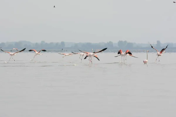 Sakin Göldeki Flamingoların Sisli Bir Günde Arka Planda Ağaçlarla Güzel — Stok fotoğraf