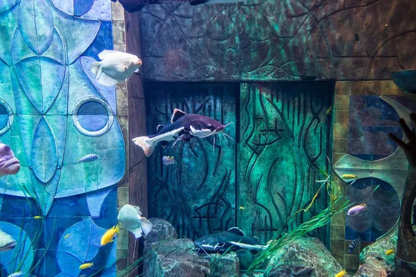 Sea Life Lost Chambers Aquarium Surrounded Paintings Lights Dubai Uae — стоковое фото