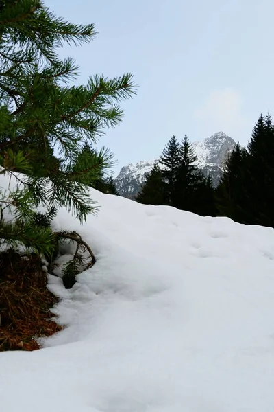 Eine Vertikale Aufnahme Schönen Weißen Schnees Einem Bergwald Mit Einem — Stockfoto
