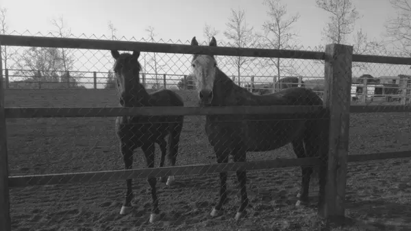 Gråskala Med Två Vackra Hästar Gården — Stockfoto