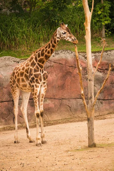 Plan Vertical Une Girafe Côté Arbre — Photo