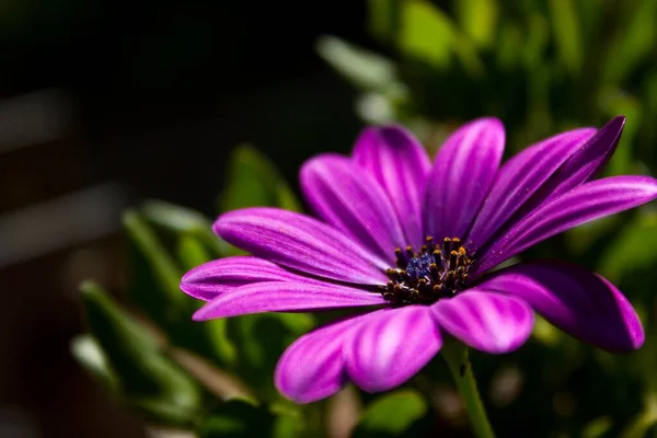 로자라는 자주색 꽃봉오리 — 스톡 사진