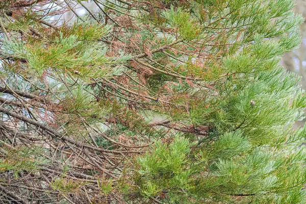 Örökzöld Levelek Közelsége Egy Homályos Hátterű Parkban — Stock Fotó