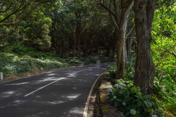 Пустая Улица Окруженная Деревьями Терсейре Азорские Острова Португалия — стоковое фото