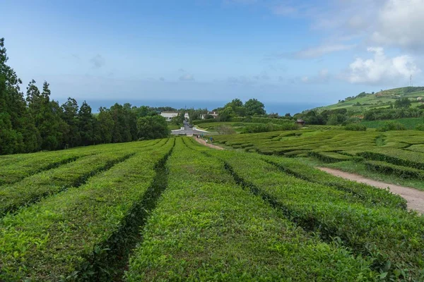 Vista Fascinante Uma Plantação Chá Perto Lago São Miguel Açores — Fotografia de Stock