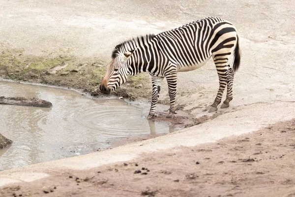 Ein Zebra Der Nähe Eines Schmutzigen Sees Sonnenlicht Mit Verschwommenem — Stockfoto