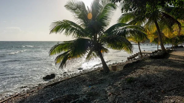 Hermosa Vista Del Océano Con Palmeras Muelle Playa Utila Honduras — Foto de Stock