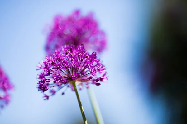 Крупним Планом Знімок Двох Фіолетових Квітів Один Одним — стокове фото