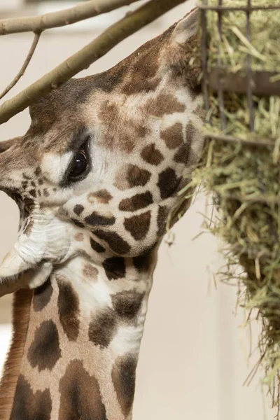 Gros Plan Une Girafe Mangeant Herbe Sous Les Lumières Avec — Photo